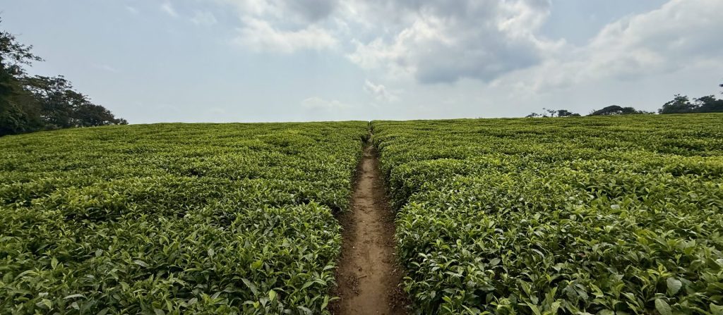 Une plantation de thé avec un chemin menant aux buissons de thé verdoyants.