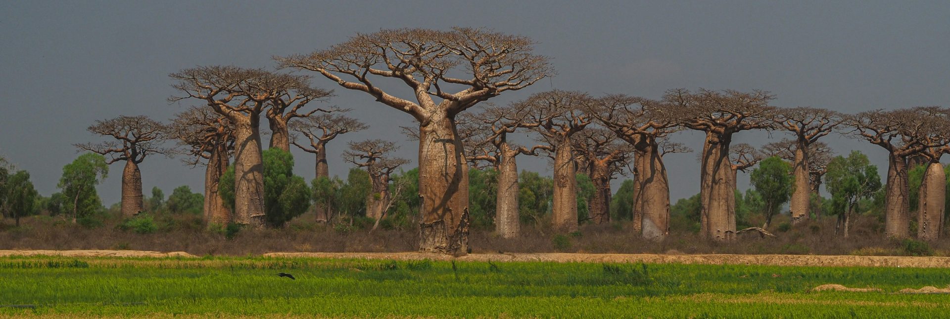 un groupe d'arbres bao au milieu d'un champ