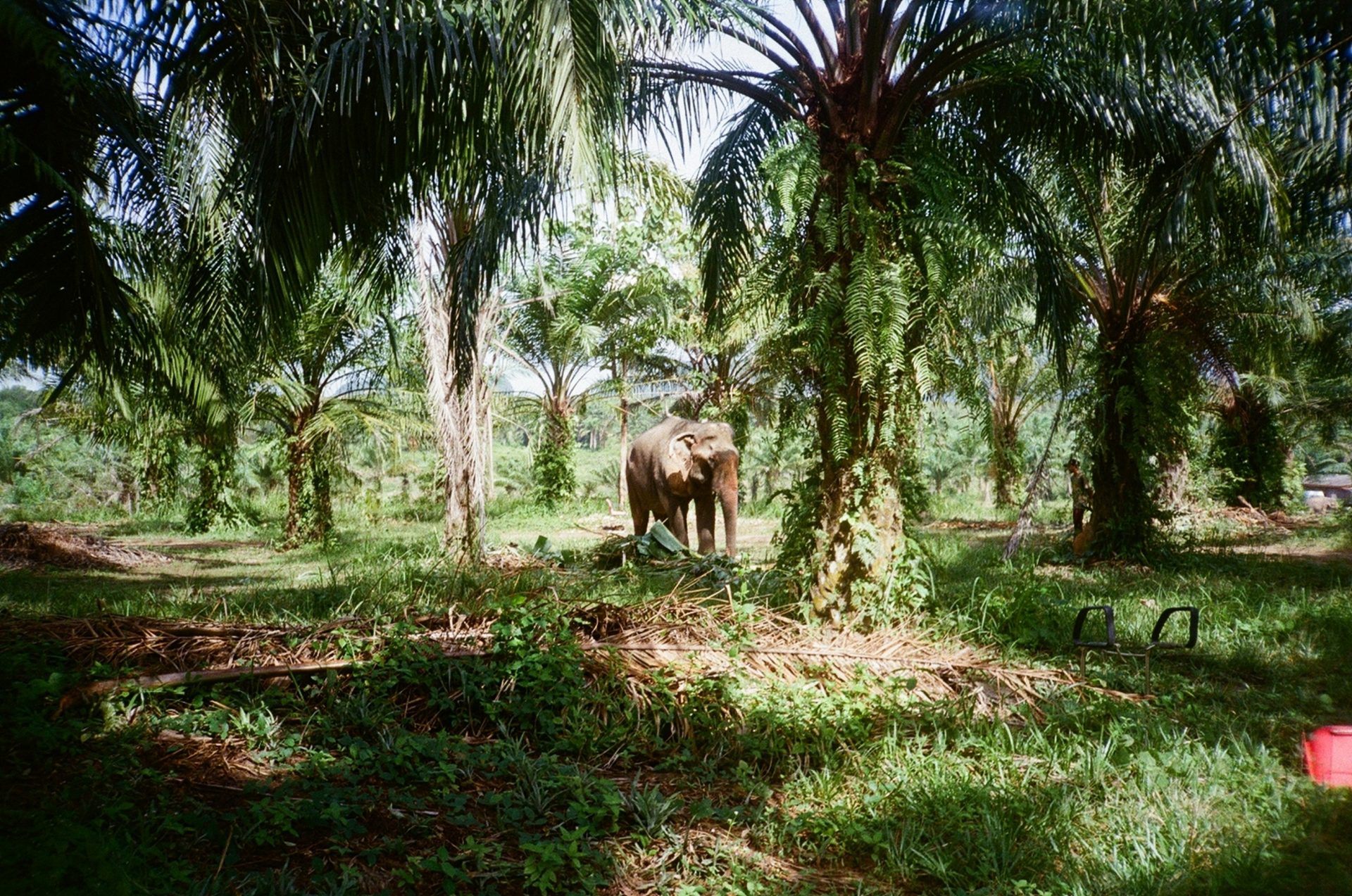 Éléphant debout dans une forêt de palmiers